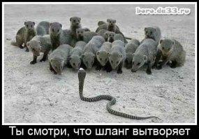 Ядовитая змея показала свой свирепый нрав австралийскому спасателю