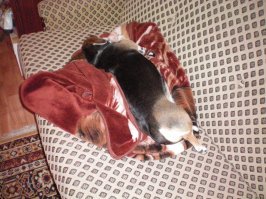 Моя маленькая Леди. Вообще так сладенько всегда укладывалась. Нет уж с нами.