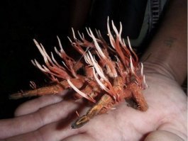 Страшного ничего не увидела. Много грустных. Особенно жалко котейку...как она отмоется?
Кстати, муравьишка и паук похожи на картофан...