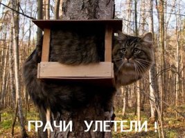 Прикольные и смешные картинки