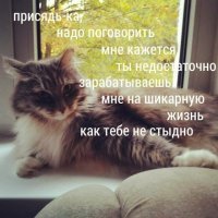 Коты - самые наглые существа на планете