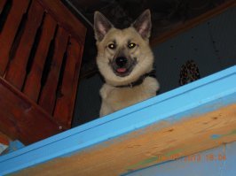 У меня таких "подобрышей" двое, одному уже 8 лет, второй 2 года...