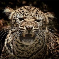 мне кажется- так выглядит понедельник