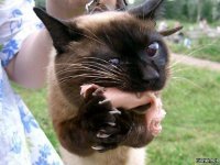 Коты - самые наглые существа на планете