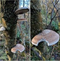 Какой-то зверь самоубился или раскумарился?))