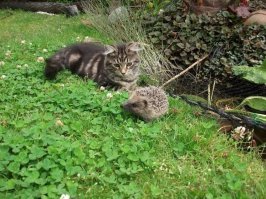 А как выгляят русские ежики?

.