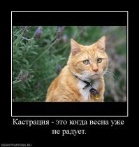 Образ рыжего кота в демотиваторах