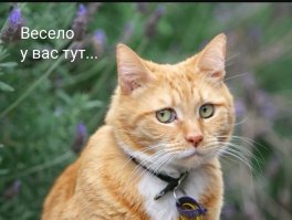 Образ рыжего кота в демотиваторах