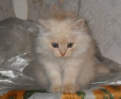 Хороша мордаха, конечно.Ми-ми-ми, так сказать.
 Но и мой не хужее был два года назад