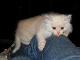 Хороша мордаха, конечно.Ми-ми-ми, так сказать.
 Но и мой не хужее был два года назад