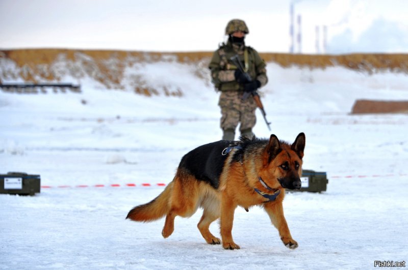 Что, автор, и ни одной фотки собак в российских спец. службах не нашлось? А наши служебные собачки считаются чуть ли не лучшими в мире (по подготовке, есесно)... Ну дык я те накидаю...