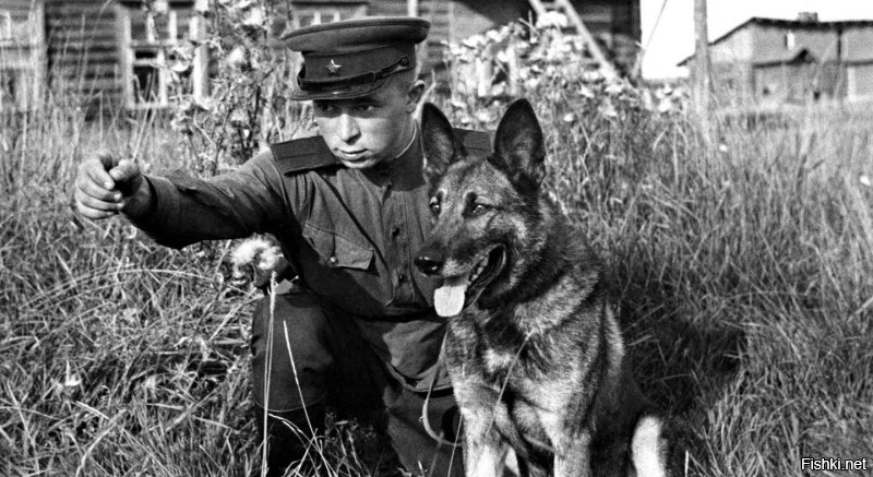 Что, автор, и ни одной фотки собак в российских спец. службах не нашлось? А наши служебные собачки считаются чуть ли не лучшими в мире (по подготовке, есесно)... Ну дык я те накидаю...