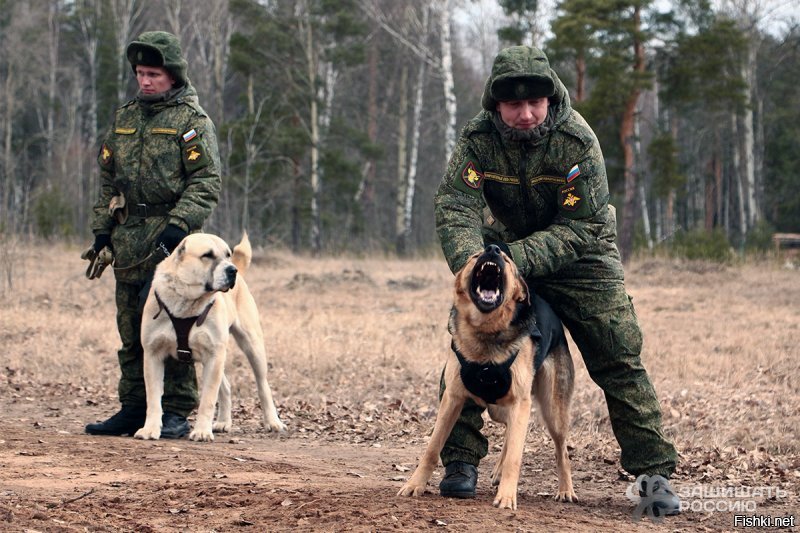 Что, автор, и ни одной фотки собак в российских спец. службах не нашлось? А наши служебные собачки считаются чуть ли не лучшими в мире (по подготовке, есесно)... Ну дык я те накидаю...