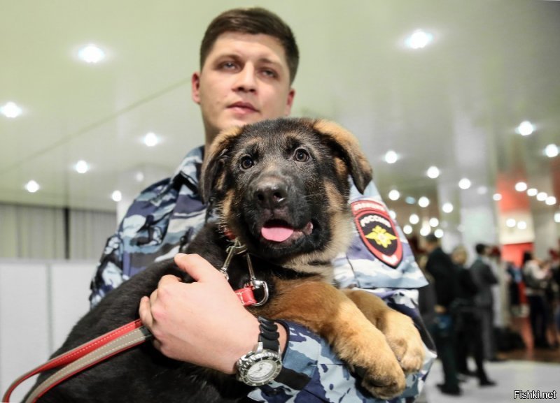 Что, автор, и ни одной фотки собак в российских спец. службах не нашлось? А наши служебные собачки считаются чуть ли не лучшими в мире (по подготовке, есесно)... Ну дык я те накидаю...