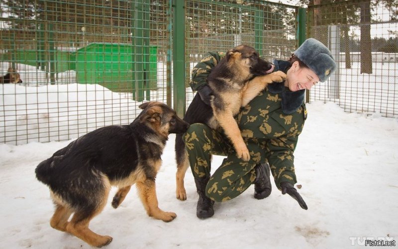 Что, автор, и ни одной фотки собак в российских спец. службах не нашлось? А наши служебные собачки считаются чуть ли не лучшими в мире (по подготовке, есесно)... Ну дык я те накидаю...
