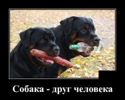 Собаки на работе
