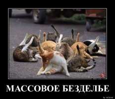 Образ рыжего кота в демотиваторах
