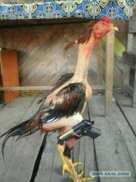 Все эти прЫнци это напоминает