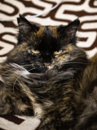 А это моя зверушка Муся .. на даче сосед выбросил, забрал к себе домой..