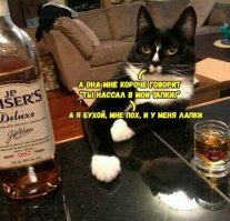 Ночные приключения паранормального кота