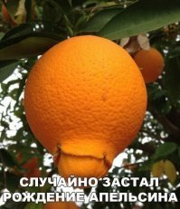 Это самка лимона