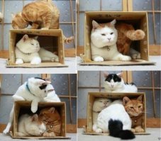 Прикольные и смешные картинки