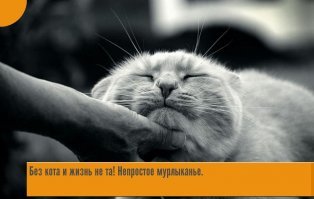 Крутость зашкаливает: финка показала своих шикарных северных котов