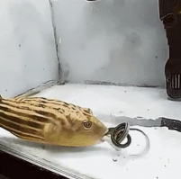 Вот эта?...Мне тоже интересно,что за рыба,-которая поедает монстров которых я боюсь,,,а ещё вопрос, - есть сухопутная версия?