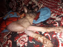 Интересные факты о кошках и котах