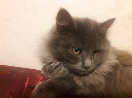 у мене 8кг радости, с физиономией типа я тут нипричем))) тута в пока котенка, ща тот еще дровокол