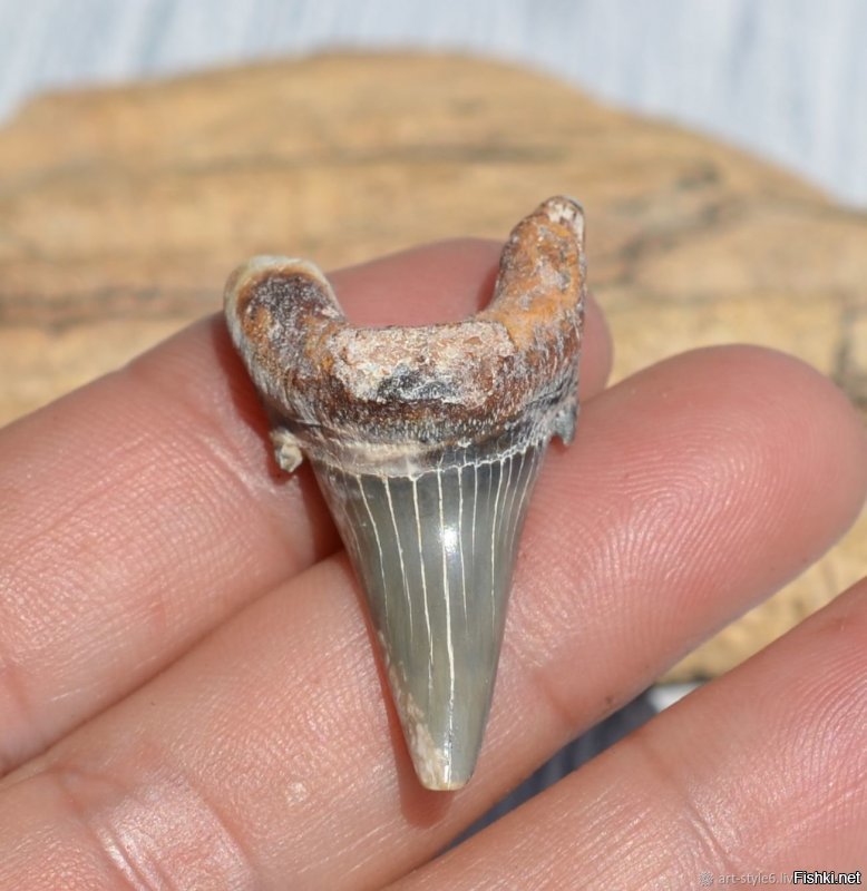 Зубы доисторических акул вообще не редкость, даже у меня есть (купил за 5 ойро в Хельсинки в Джумбо, и кстати мегалдона)