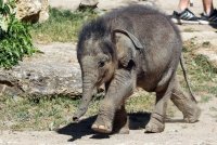 Мамонтёнок?