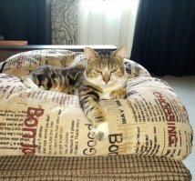 Интересные факты о кошках и котах
