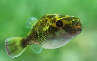 У меня жила рыбка тетраодон куткутья, сантиметров 10 длиной, пресноводная. Тоже шаром становится. Пришлось держать в отдельной банке, и руки туда лучше было не совать. Когда кормил мясом с пинцета, стоял скрежет по металлу - пыталась перекусить пополам. А червячков, тараканов и прочую мелочь рвала как Тузик грелку. Вообще, этих тетраодонов много видов, включая фугу, но аквариумных как-то не едят...