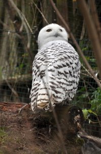 Обитатели Пражского зоопарка.