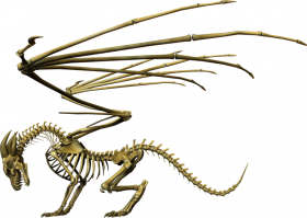 У скелета дракона четыре лапы плюс крылья.
Примерно вот так должно выглядеть