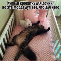 20 доказательств того, что коты всегда живут по своим правилам