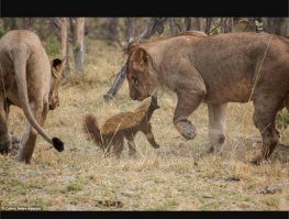 Медоееда забыли.

Медоед - зверь, которому на все пофиг.
Один из самых известных отморозков животного мира. Только медоед способен вести схватку, один против шести львов. Есть королевских кобр. Периодически драться с леопардами. Он имеет настолько сильную иммунную систему, что даже после смертельного укуса кобры он просто засыпает, а проснувшись дальше продолжает, есть эту же кобру.
