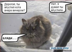 15 домашних любимцев, которые и без хозяина прекрасно знают своё место