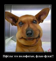 Веселые картинки