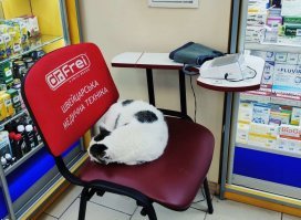 Лечебный котик - это всегда хорошо, а две мурлыки - это полезнее вдвойне :);)