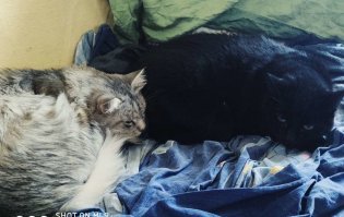 Лечебный котик - это всегда хорошо, а две мурлыки - это полезнее вдвойне :);)