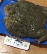 Девушки с завышенной самооценкой, которые ведут себя как английские королевы