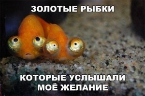 Прикольные и смешные картинки