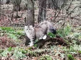 Кошачье мурлыканье полезно для вашего здоровья!