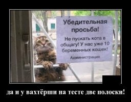 Кот -рецидивист мастерски вскрывает дверные замки