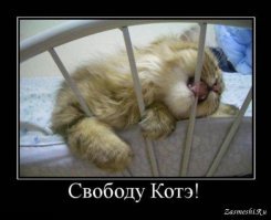 Кот -рецидивист мастерски вскрывает дверные замки