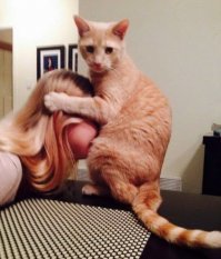 Образ кота в демотиваторах