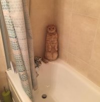 Образ кота в демотиваторах