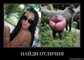 Губожоп обыкновенный.